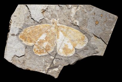 null Papillon
Aetheogramma speciosa
Jurassique supérieur/Crétacé inférieur
Formation...