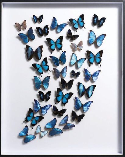 null Papillons bleus encadrés
Guyane Française, Indonésie...
H. 100 cm - L. 80 cm
BLUE...