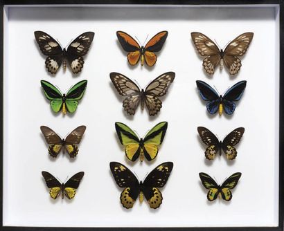 null Présentation encadrée de papillons
H. 82 cm - L 62 cm
Framed presentation of...