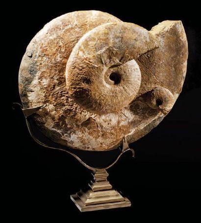 null Assemblage de trois ammonites
Cleoniceras
Madagascar
H. 35 cm - L. 30 cm
THREE...