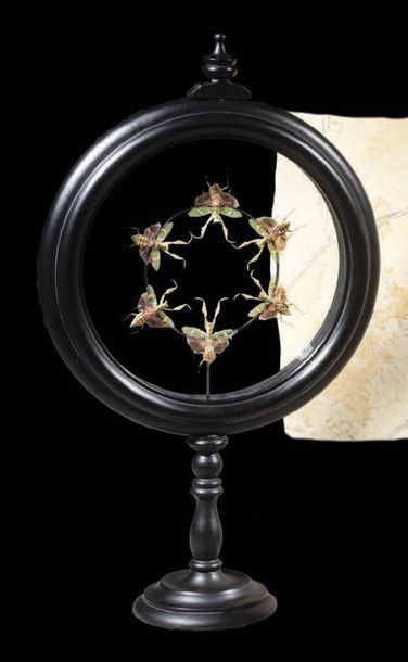 null Présentation de six mantes religieuses
Creobroter gemmatus
H. 40,5 cm - L. 24...