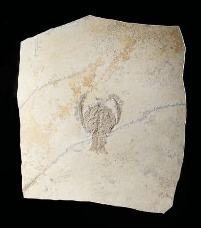 null Fossile de langouste
Cycleryon propinquus
Titonien, Jurassique (150 à 145 MA)
Formation...
