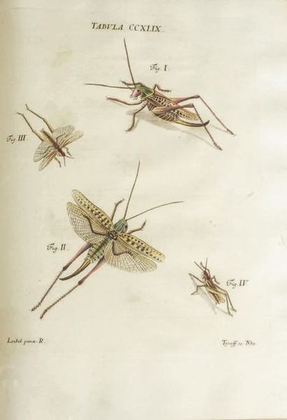 SCHAEFFER, Jacob Christian 
Icones insectorum circa Ratisbonam indigenorum. Natürlich...