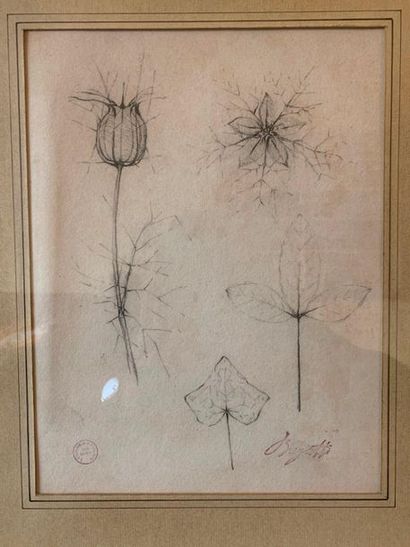 REMBRANDT BUGATTI (1894-1916) 
Etude de feuilles
Crayon sur papier
Cachet de la signature
Cachet... Gazette Drouot