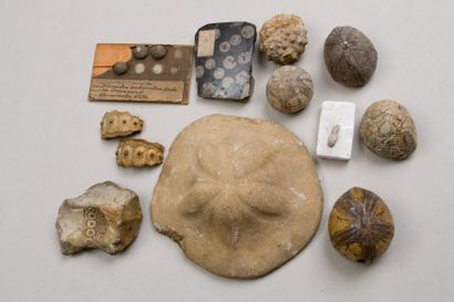 null Ensemble d'une dizaine de fossiles d'oursins et autres mammifères marins