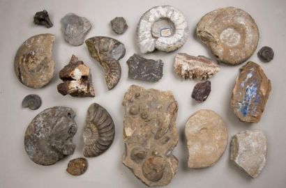 null Lot d'escargots fossilisés, quartz et pierre dure