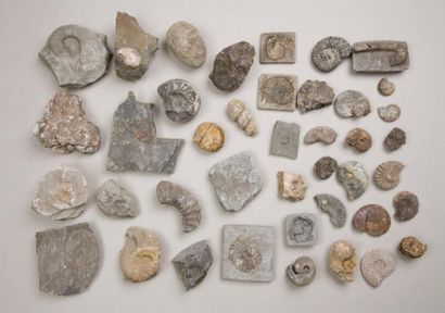 null Ensemble d'environ quarante fossiles de mollusques et coquillages