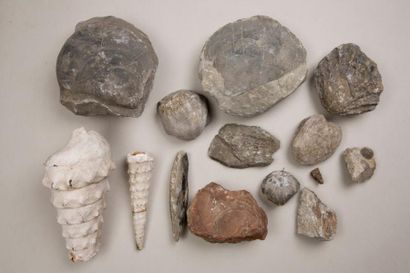 null Ensemble de fossiles de coquillages et gastéropodes