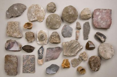 null Ensemble d'une trentaine de fossiles et pierres dures: coquillages fossilisés,...