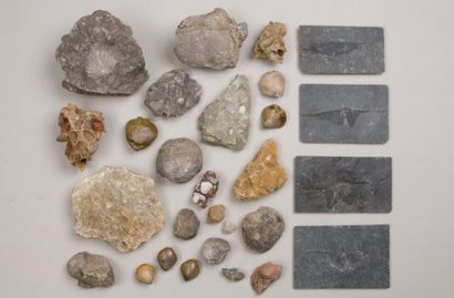 null Ensemble de fossiles de coquillages (coque, palourde...) et plaques fossili...