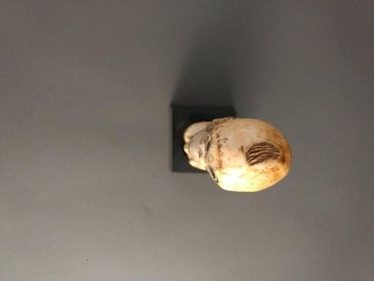 null Female anthropomorphic figurine Ginga, Lega, DRC
Presumed date: late 19th -...