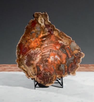 null Petrified wood, Araucariaceae
Triassic (about -225 million years) Madagascar...