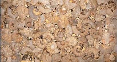 TRAVAIL MODERNE Rectangular tray of ammonites on brown background. 105.5 x 55.5 ...