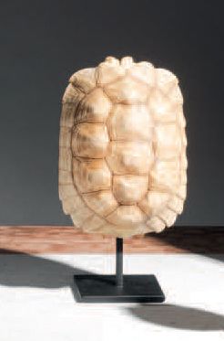 null Turtle, Centrochelys Sulcata
Turtle shell mounted
H. 22 cm
Cites II/B in or...
