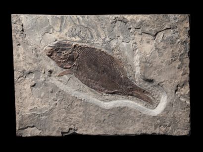 null Nice triassic fish
Paralepidotus ornatus
Norian, Late Trias (225-215 Ma)
Seefelder...