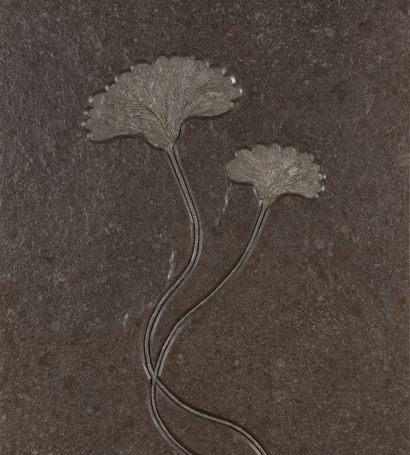 null PLAQUE FOSSILE DE CRINOÏDES
Seirocrinus subangularis
Jurassique Inférieur, Pliensbachien...