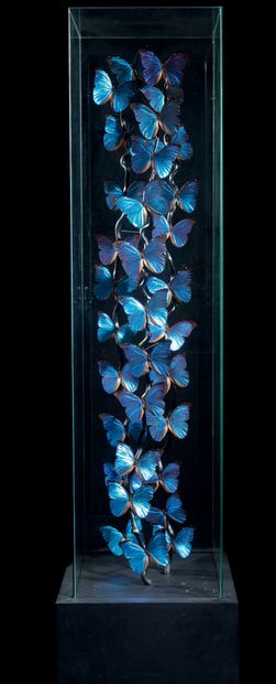 null ENVOLÉE DE PAPILLONS DANS UNE COLONNE DE VERRE
Morpho Menelaus
H. 200 cm - L....