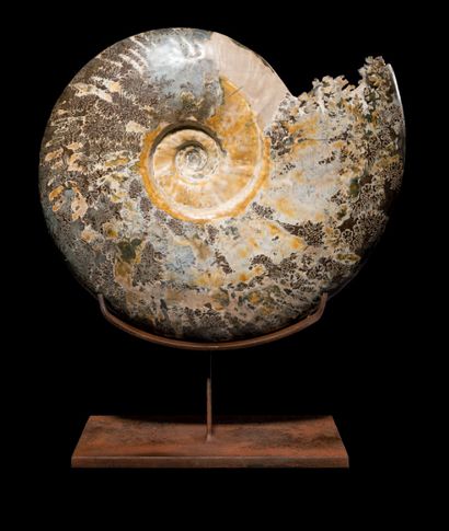 null Ammonite on a nice corten base
Cleoniceras sp.
Albian, Cretaceous (113-100 Ma)
Madagascar
H....