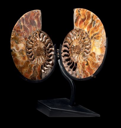 null AMMONITE SUR SOCLE PLIABLE
Cleoniceras sp.
Albien, Crétacé (113-100 Ma)
Madagascar
D....