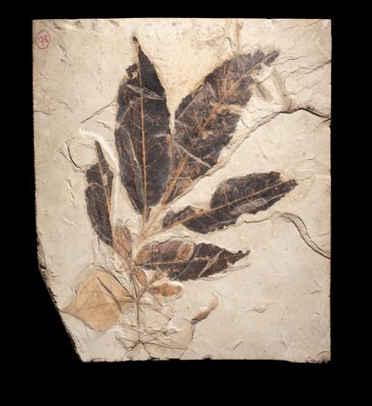 null Fossil leaves
Sambucus newtoni
Eocene (56-34 Ma)
Green River Formation, Uintah,...