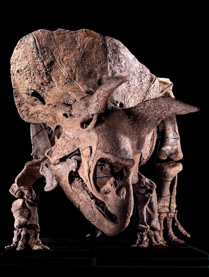 null 
Big John



Triceratops horridus



Upper Hell Creek Formation



Maastrichtian,...