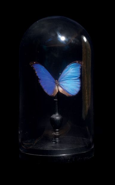 Butterfly in a glass dome Morpho Menelaus...