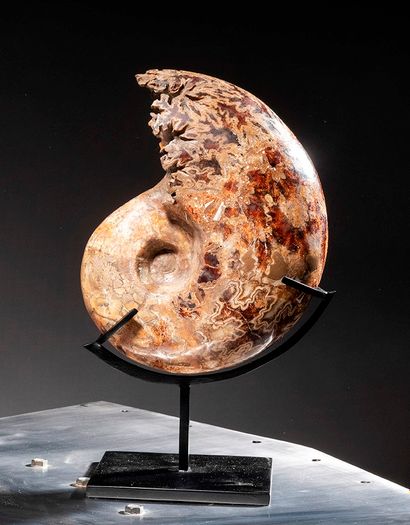  Ammonite de Madagascar H. 24 cm Ce lot est...