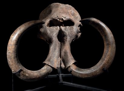 Exceptional steppe mammoth skull Mammuthus...