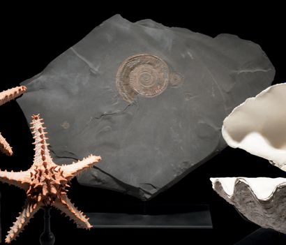 null Pyritized ammonite on slab
Dactylioceras sp.
Holzmaden, Germany
H. 18 29/32...