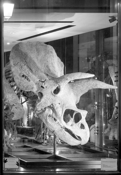  Big John Triceratops horridus Upper Hell Creek Formation Maastrichtian, Upper Cretaceous...