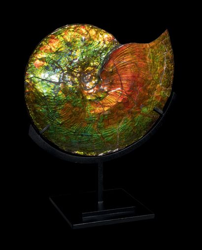 null AMMONITE IRIDESCENTE TRÈS RARE
Placenticeras intercalare
Campanien, Crétacé...