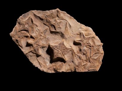 null DALLE D'ÉTOILES DE MER FOSSILISÉES
Petraster sp.
Ordovicien
Maroc
H. 39 cm -...