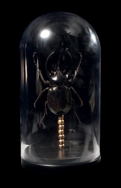 Giant beetle under glass dome Chalchosoma...