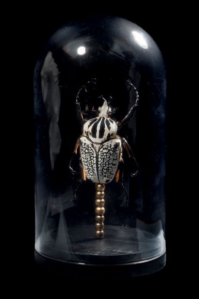 Giant Goliath beetle under globe Male Goliathus...