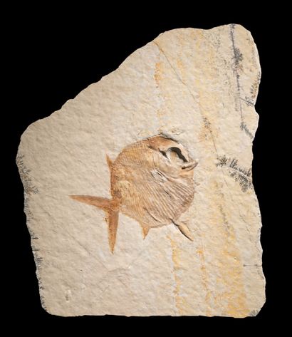 null POISSON FOSSILE À NAGEOIRES RAYONNÉES
Gyrodus hexagonus
Tithonien, Jurassique...