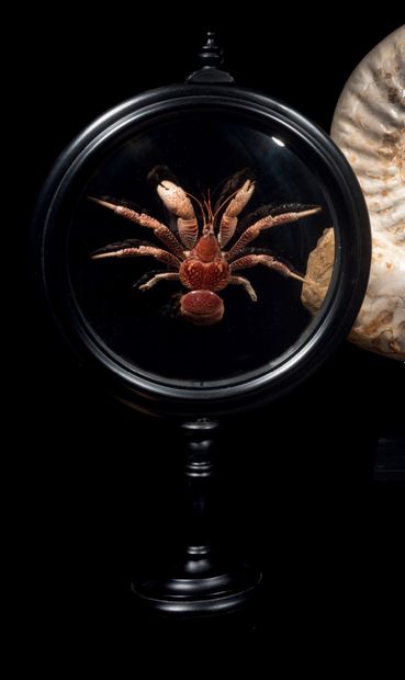 Crab on black stand H. 18 1/2 in - L. 10...