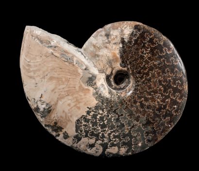 null BELLE AMMONITE DU DAKOTA
Placenticeras meeki
Campanien, Crétacé supérieur (83-73...