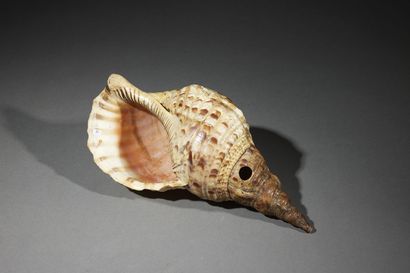 Calling horn Melanesia Sea conch (Charonia...