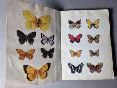 null CONSTANT (A.). Natural history of butterflies. Insect hunting and unalterable...