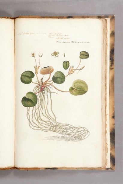 null FLORA DANICA. Collection of 98 coloured plates in one volume in-folio, half...