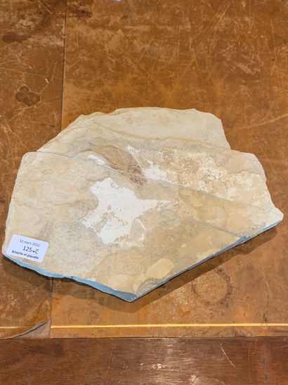 null Deux plaques fossilisées
Poisson
20 x 23 cm
Feuillage
11 x 10 cm
Provenance :
Collection...