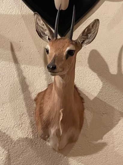 null Steenbok tête en cape
Raphicerus campestris
NC Export : Iacopo Briano