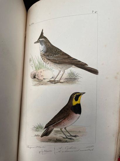 LEMAIRE Oiseaux d'Europe 1 volume
En l'état