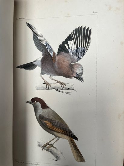 LEMAIRE Oiseaux d'Europe 1 volume
En l'état