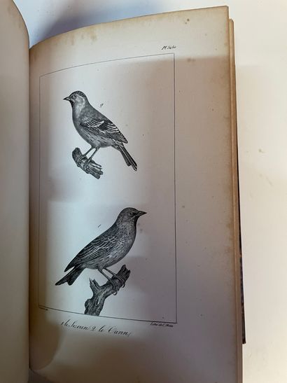 BUFFON OEuvres. 1824.
48 volumes
En l'état