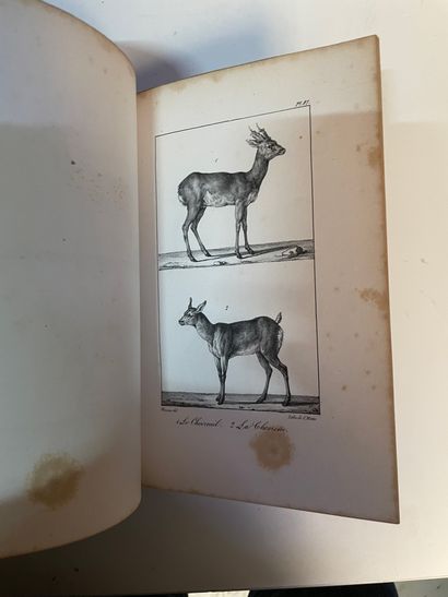 BUFFON OEuvres. 1824.
48 volumes
En l'état