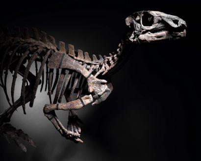 null 
ZEPHYR

Iguanodontia, Camptosauridae

Formation de Morrison, Tithonien, Jurassique...