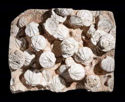 null 
MASSIVE FOSSIL SEASHELLS PLATE

Gigantopecten restitutensis

Burdigalian, Miocene...