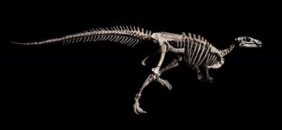 null 
ZEPHYR

Iguanodontia, Camptosauridae

Formation de Morrison, Tithonien, Jurassique...