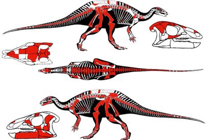 null 
Iguanodontia, Camptosauridae

Morrison Formation, Tithonian, Upper Jurassic...